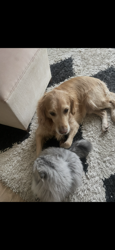sitter photo