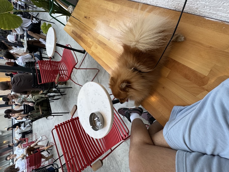 sitter photo