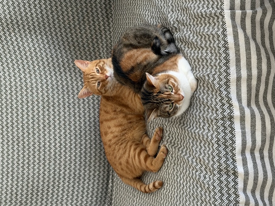 sitter photo