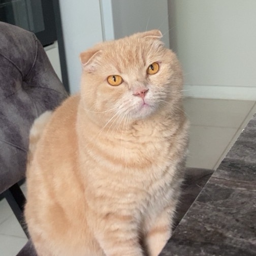 sitter photo