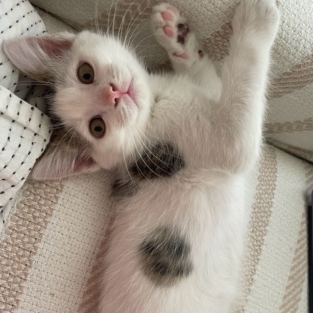 sitter photo