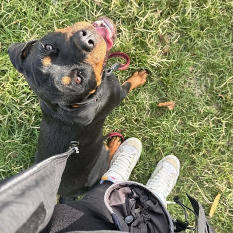 sitter photo
