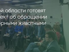 Общественные обсуждения закона о бродячих собаках в Иркутске превратились в митинг