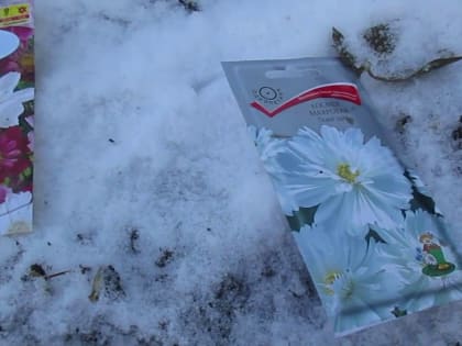 Зимняя грядка или Посев на снегу