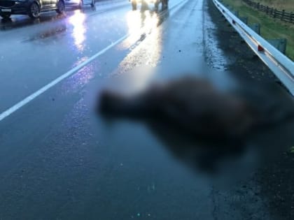 В Нижнеудинском районе автомобилист насмерть сбил лошадь