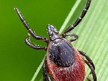 Клещи укусили 785 жителей Иркутской области в этом году
