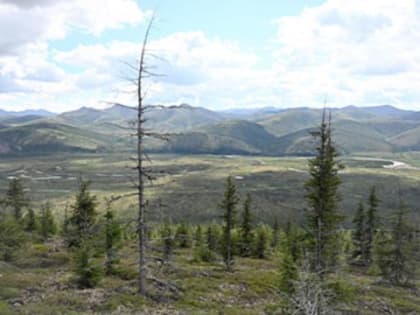 Учёные узнали об изменениях климата на Севере по кольцам деревьев