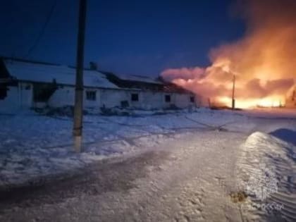 В Красноярском крае в огне погибли 250 телят