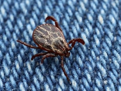 243 жителя Иркутской области пострадали от укусов клещей за неделю