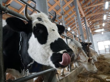 Эпидситуация по ящуру сельхозживотных благополучная