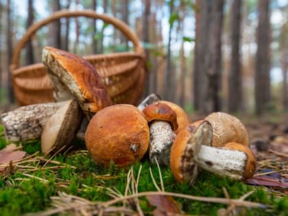 Первых получателей грантов на развитие базы для заготовки и переработки дикоросов определили в Приангарье