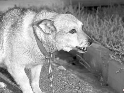 В Госдуме готовят законопроект о конфискации животных у недобросовестных владельцев