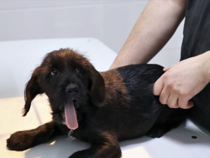 Карантин по бешенству установлен в одном из садоводств Братского района