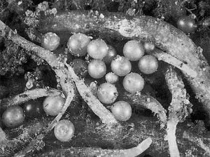 О золотистой картофельной нематоде на территории Иркутской области