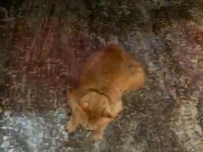 Новосибирцы требуют от полиции расследовать обстоятельства гибели котенка