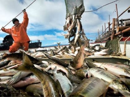 На Сахалине завершается лососевая путина