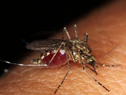 Червь под кожей после комариного укуса: как распознать симптомы дирофиляриоза