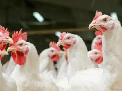 В Приморье ввели карантин из-за птичьего гриппа