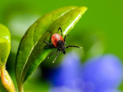 В Алтайском крае 6 230 человек пострадали от укусов клещей