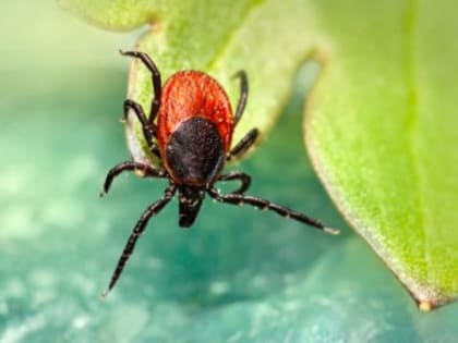 Эпидемия клещей в Иркутской области: более 15 тысяч пострадавших