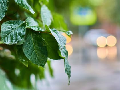 Небольшой дождь и до +17 градусов прогнозируют синоптики в Иркутске 21 июня