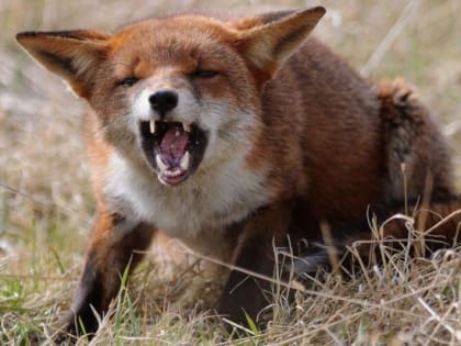 В Приангарье домашняя собака заболела бешенством после контакта с лисой
