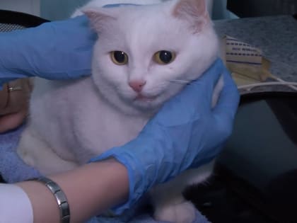 Далеко не все жители Иркутской области готовы тратить средства на лечение своих питомцев