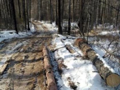 В Забайкалье вальщики леса незаконно вырубили сосны на 619 тысяч рублей