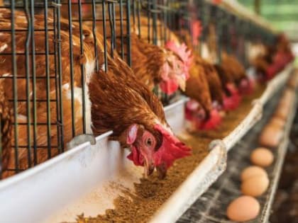 Прокуратура проверит производителей и продавцов куриных яиц