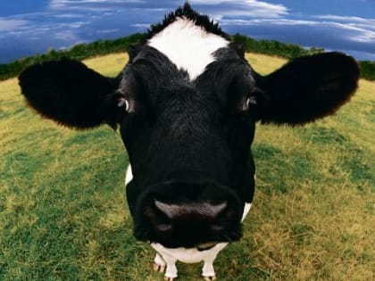 В Новосибирской области дорожает говядина и колбаса