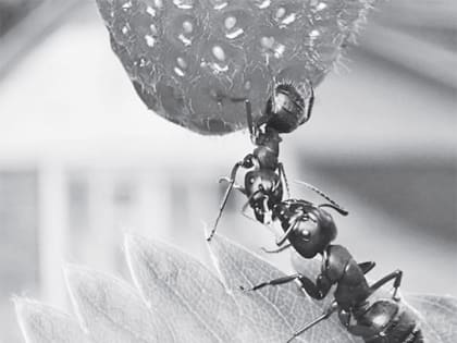 Чёрные садовые муравьи