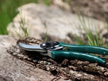 Какие инфекции подстерегают россиян на даче