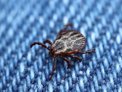 За неделю 512 жителей Иркутской области пострадали от укусов клещей