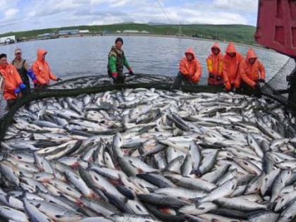 Глава Росрыболовства подвел итоги путины в Хабаровском крае