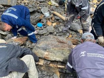 На острове Русский во Владивостоке нашли фрагменты скелета ихтиозавра