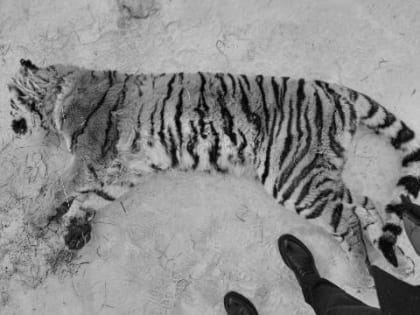 В Хабаровском крае обнаружили замерзшего насмерть тигра