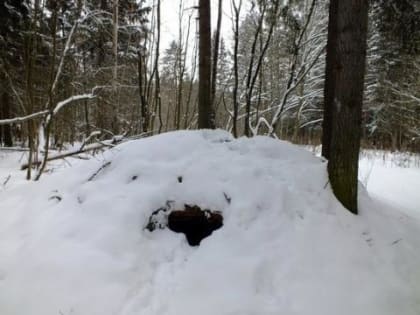 Берлогу с медведем продавали в Красноярском крае