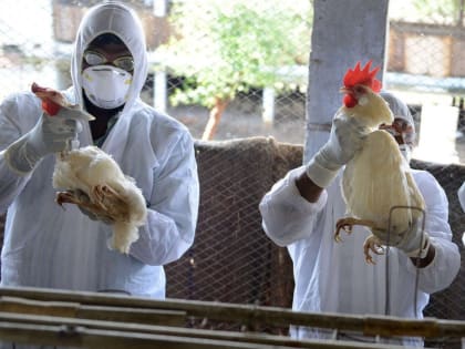 Опасную карантинную инфекцию птиц выявили в Усть-Илимске