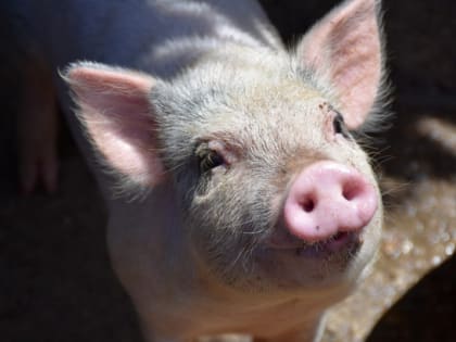 Производство свинины в сельхозорганизациях выросло  на 25% в Иркутской области