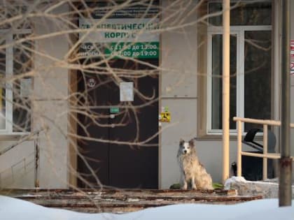 Свободолюбивый пёс из Кемерово поменял хозяев на голубей у больницы