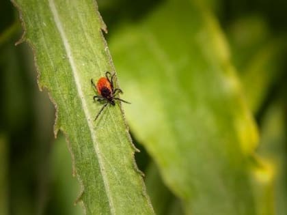 В Иркутской области уже 4 228 человек пострадали от укусов клещей