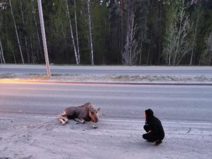 Иномарка сбила лося в Советском районе Новосибирска