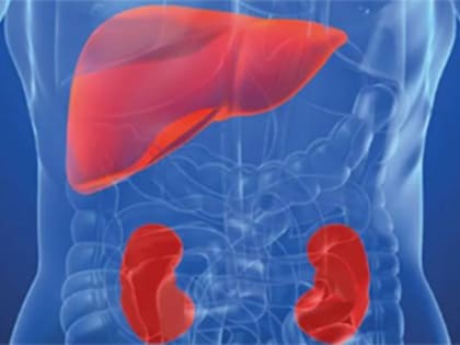 Учёные выявили мутации, способствующие развитию болезней печени и почек