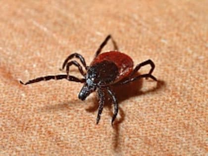 Об эпидемиологической ситуации по клещевым инфекциям на территории Иркутской области и мерах профилактики