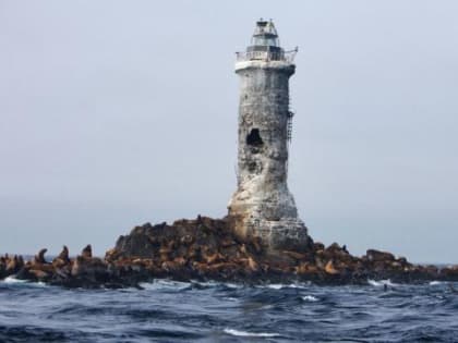 Японии разрешили стричь капусту на Курильских островах