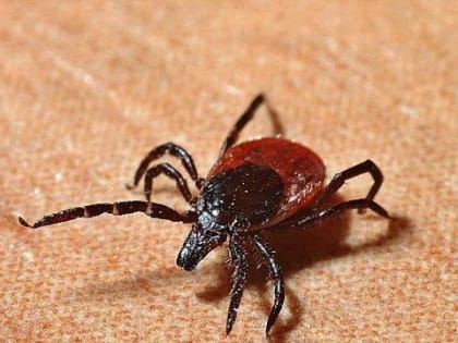 В Забайкалье двое оказались в реанимации после укуса клеща