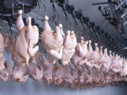 Приморье наращивает производство мяса курицы