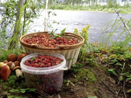 Минсельхоз Иркутской области определил первых получателей грантов среди переработчиков дикоросов