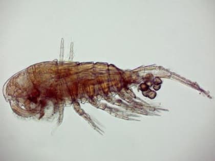 На Сахалине нашли ранее неизвестное науке животное