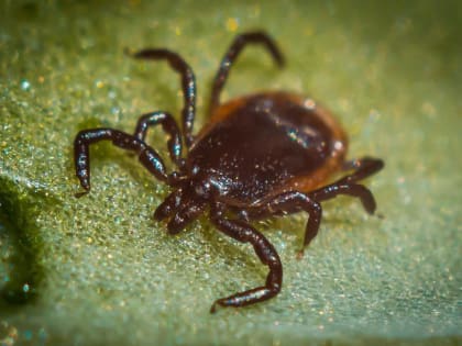 174 жителя Иркутской области обратились к врачам с укусами клещей за неделю